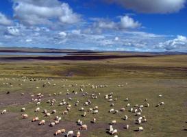 Nagqu Chiangtang Plateau Grassland